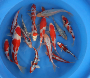 trại cá koi nhật