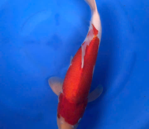 cá koi tân phú