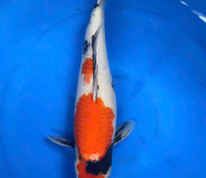 trại cá koi