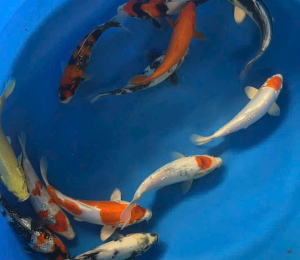 cá koi nhật - thị trường cá koi tại việt nam