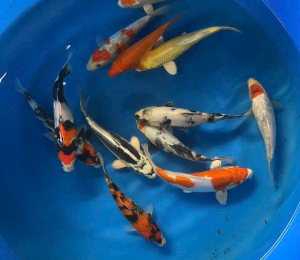 cá koi showa