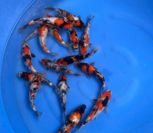 cá koi bình dương