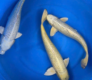 cá koi quận 4