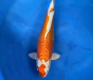 cá koi quận 1