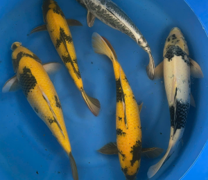cá koi việt giá rẻ