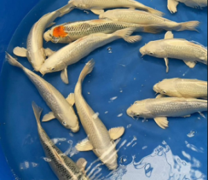 cá koi quận 12