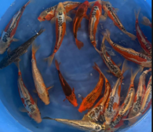cá koi miền tây