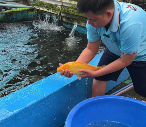 chợ cá koi miền nam