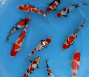 cá koi quận 10