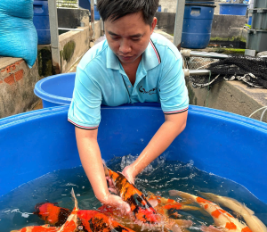 cá koi miền bắc
