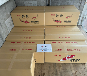Cá koi nhật và Quá trình giao cá koi nhật