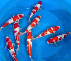 cá koi kohaku