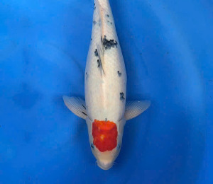 cá koi củ chi
