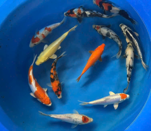 cá koi quận 8