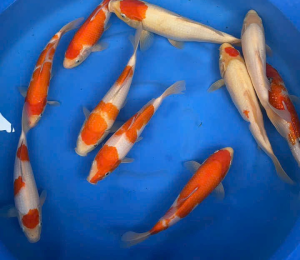 cá koi hà nội