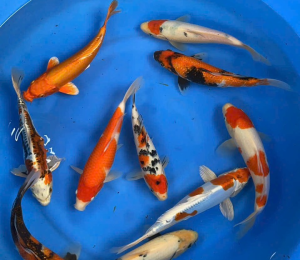 cá koi hải phòng