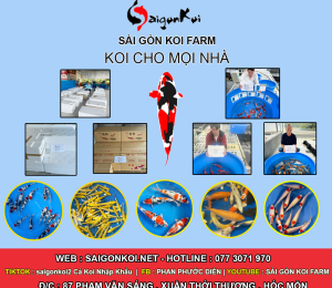 cá koi trung quốc