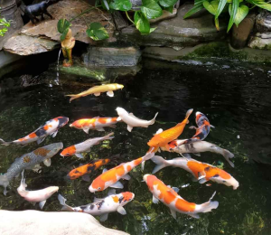 thiết kế hồ cá koi giá rẻ