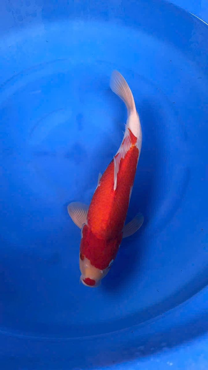Cá Koi Nhập Khẩu Giá Rẻ