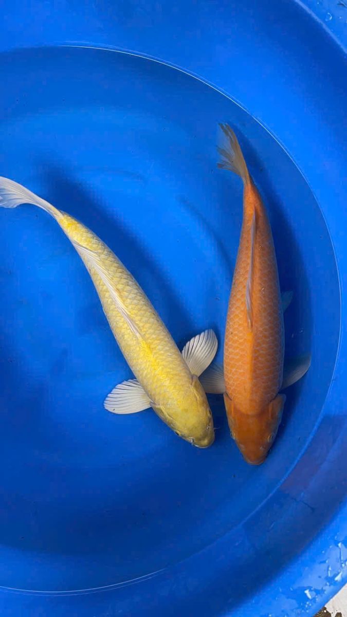 Môi trường sống lý tưởng cho cá Koi