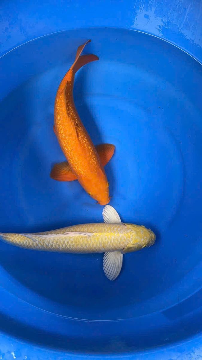 Địa điểm mua cá Koi uy tín và chất lượng tại Long An