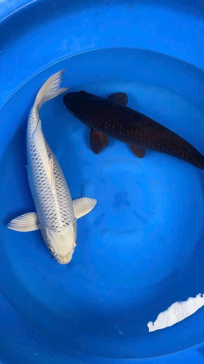 Địa chỉ mua cá Koi uy tín tại Đồng Nai