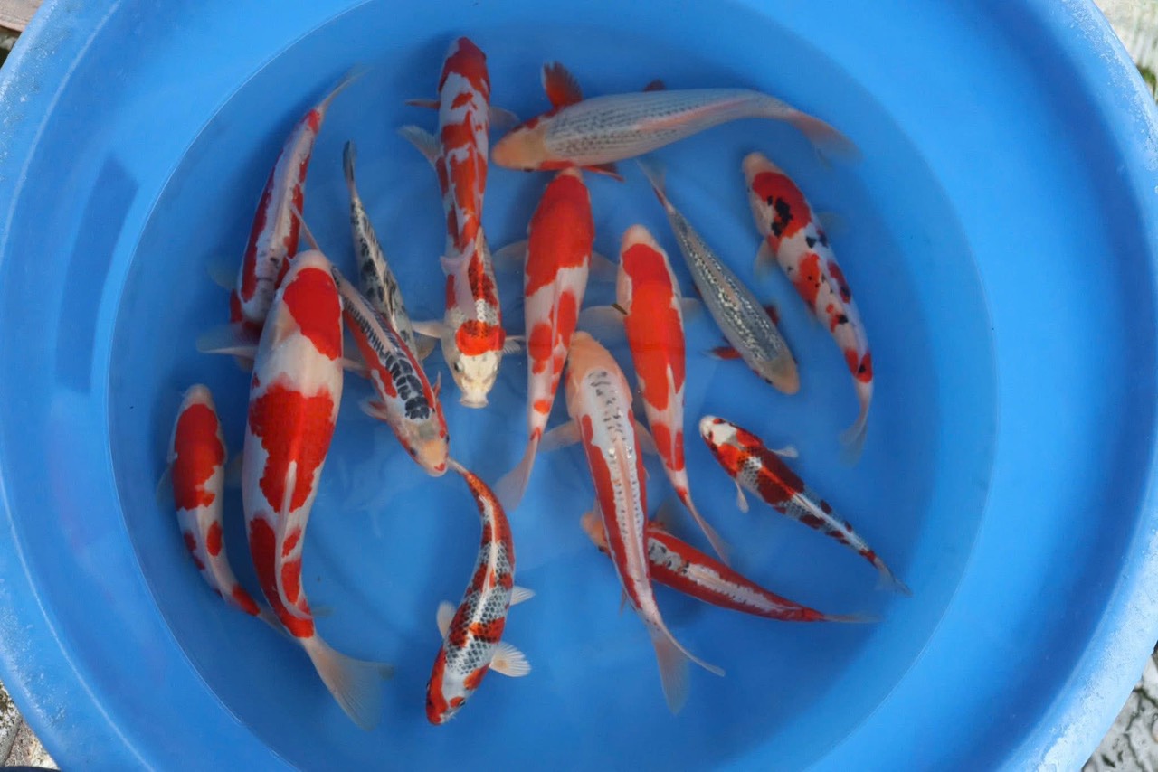 trại cá koi nhật