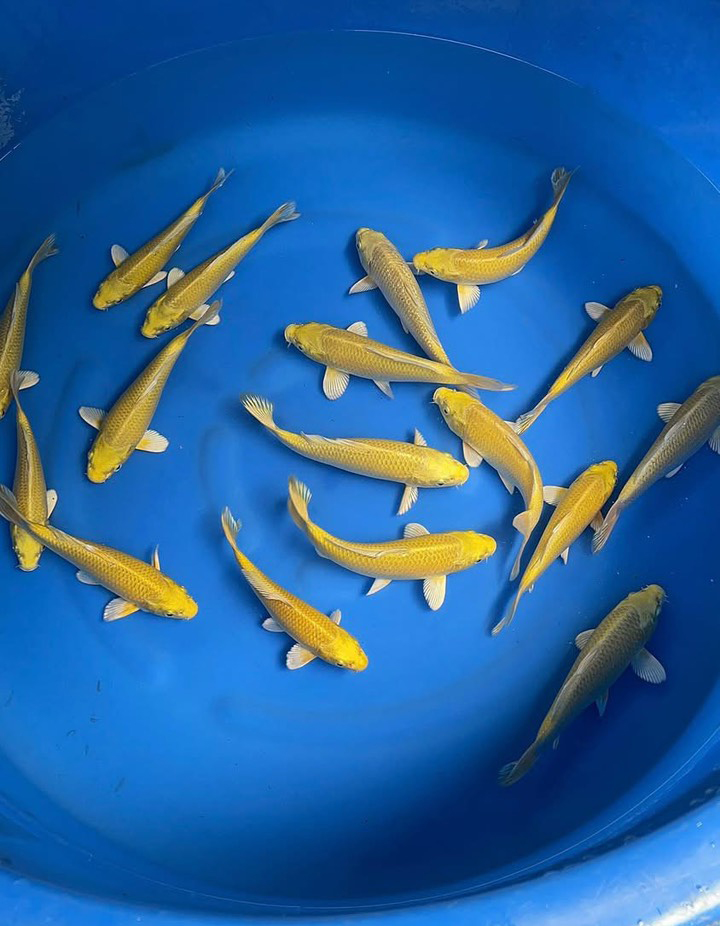  trại cá koi