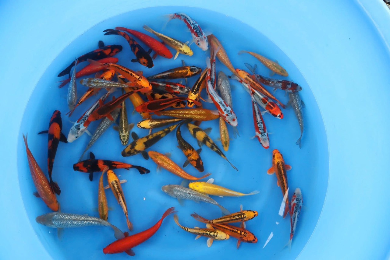 cá koi siêu đẹp