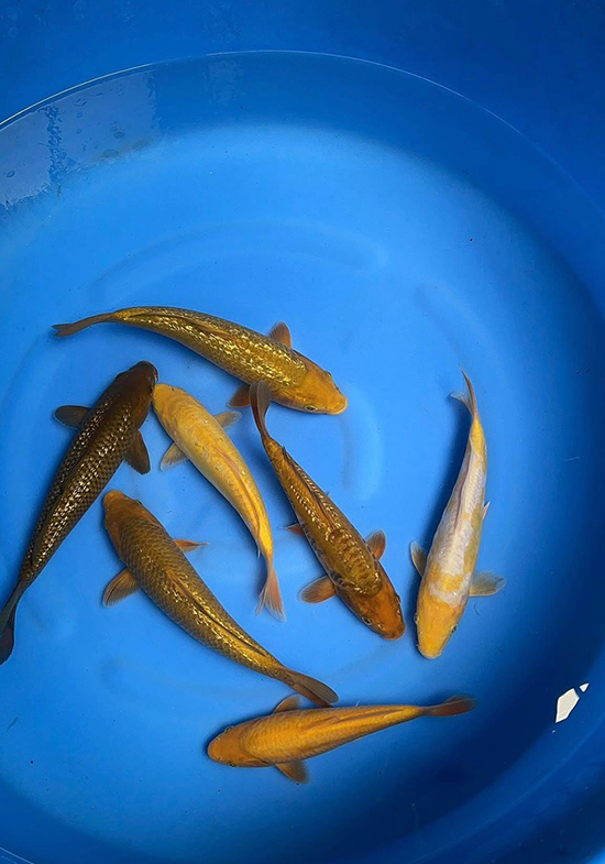 cá koi nhật