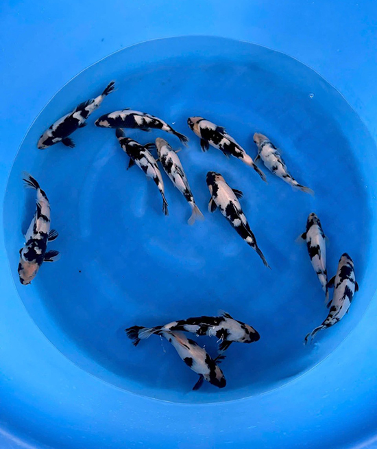 cá koi kích thước nhỏ
