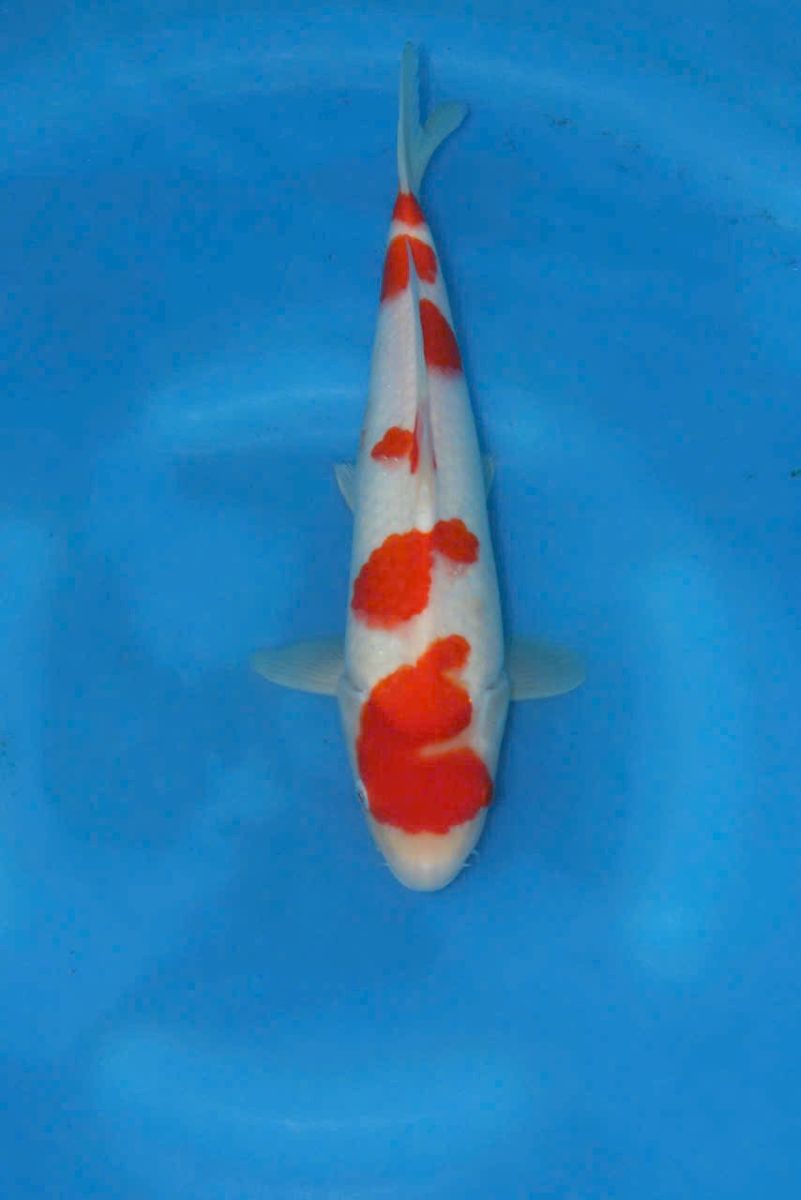 cá koi nhật