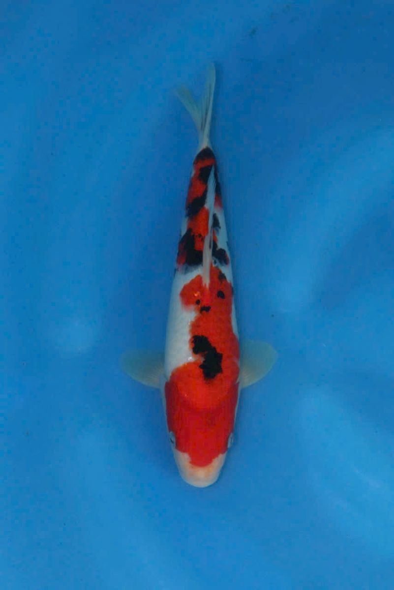 cá koi