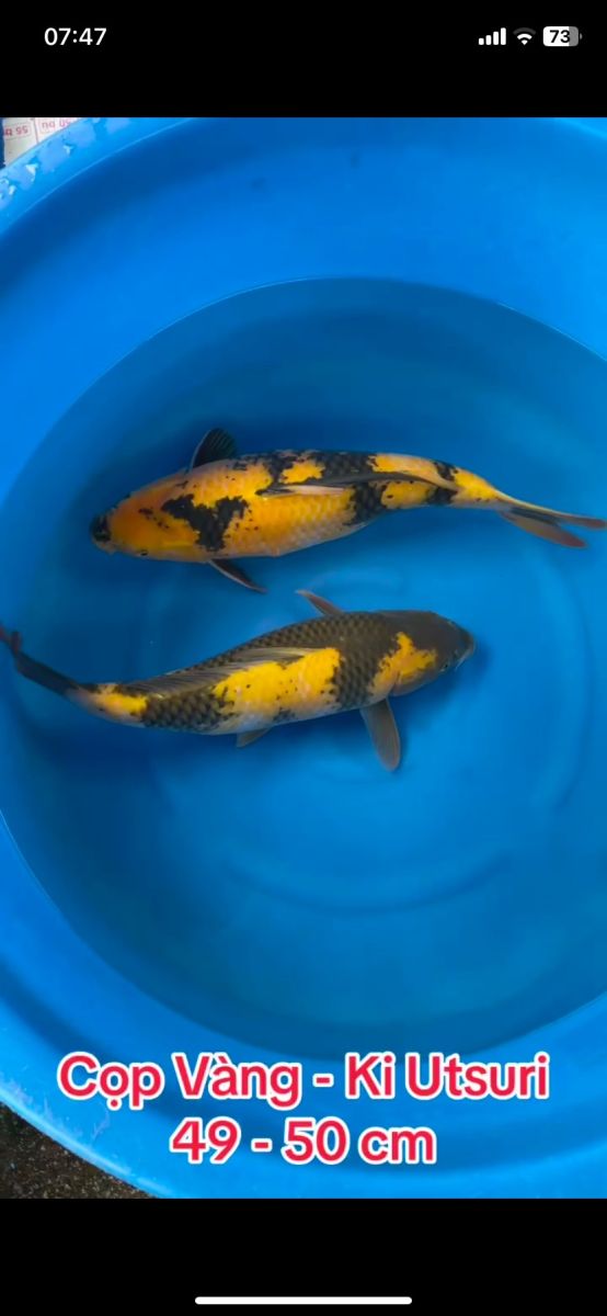 thị trường cá koi tại việt nam