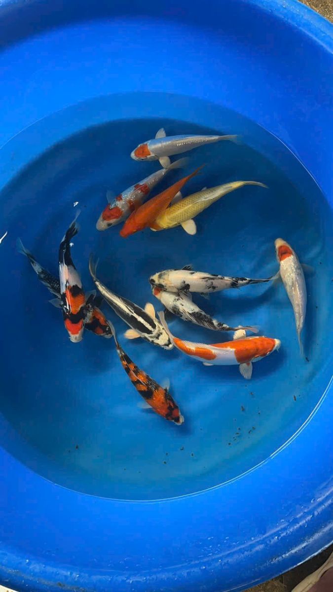 cá koi việt nam