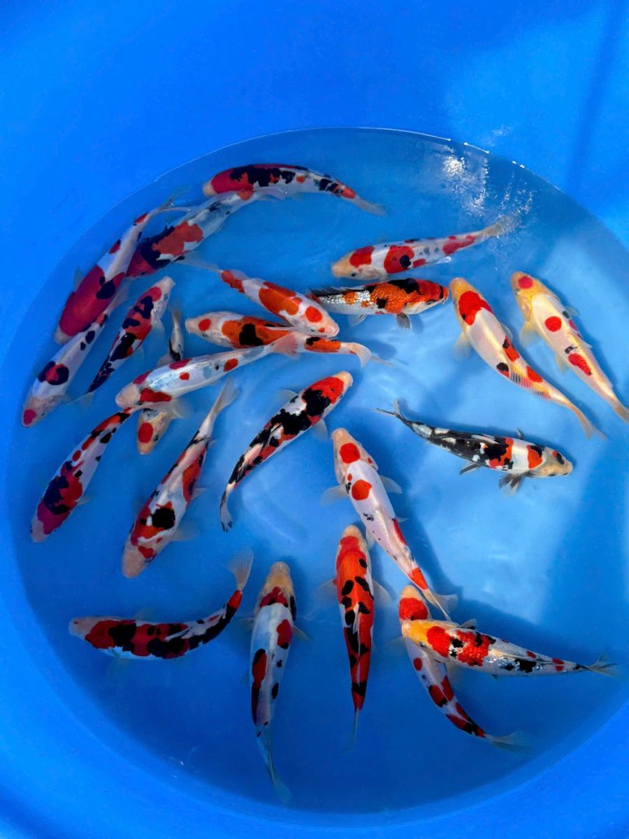 cá koi nhật