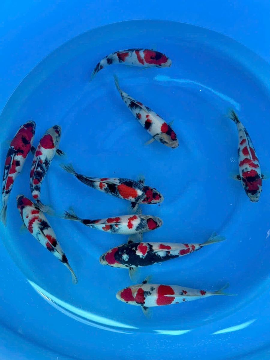 hồ cá koi đạt chuẩn