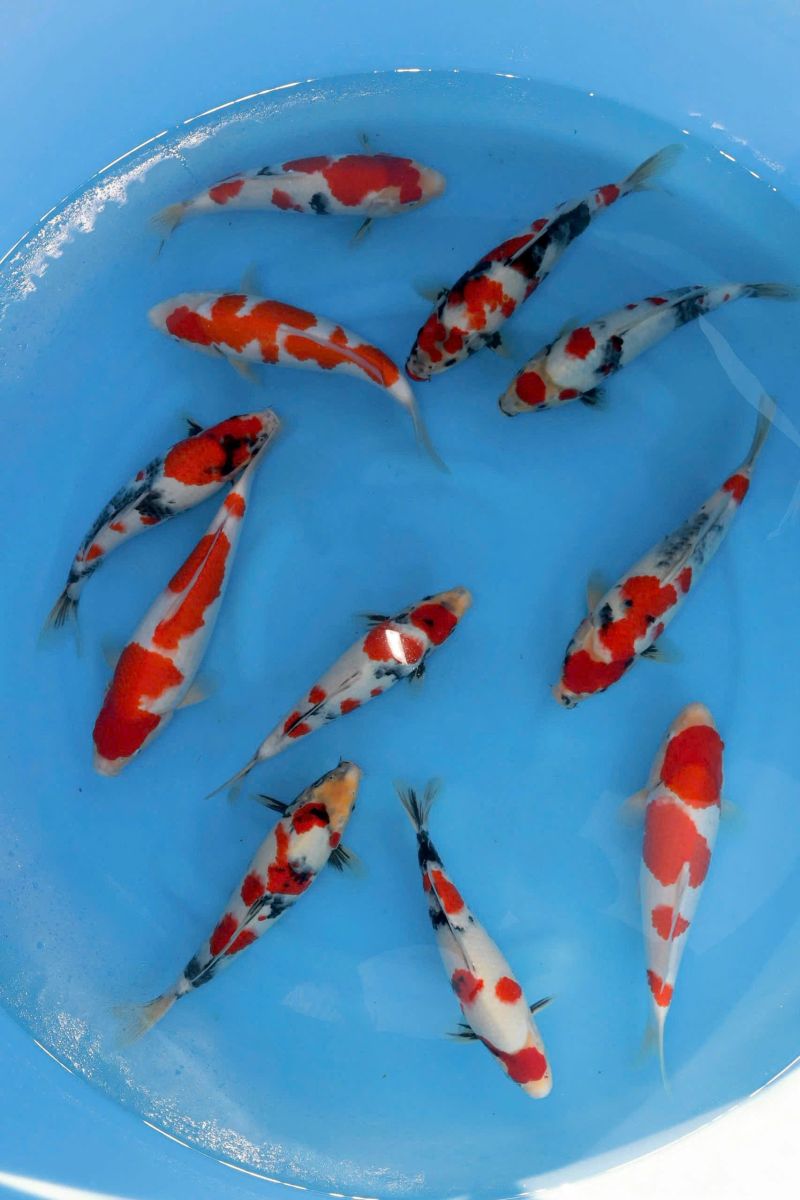 các dòng cá koi nhật đẹp