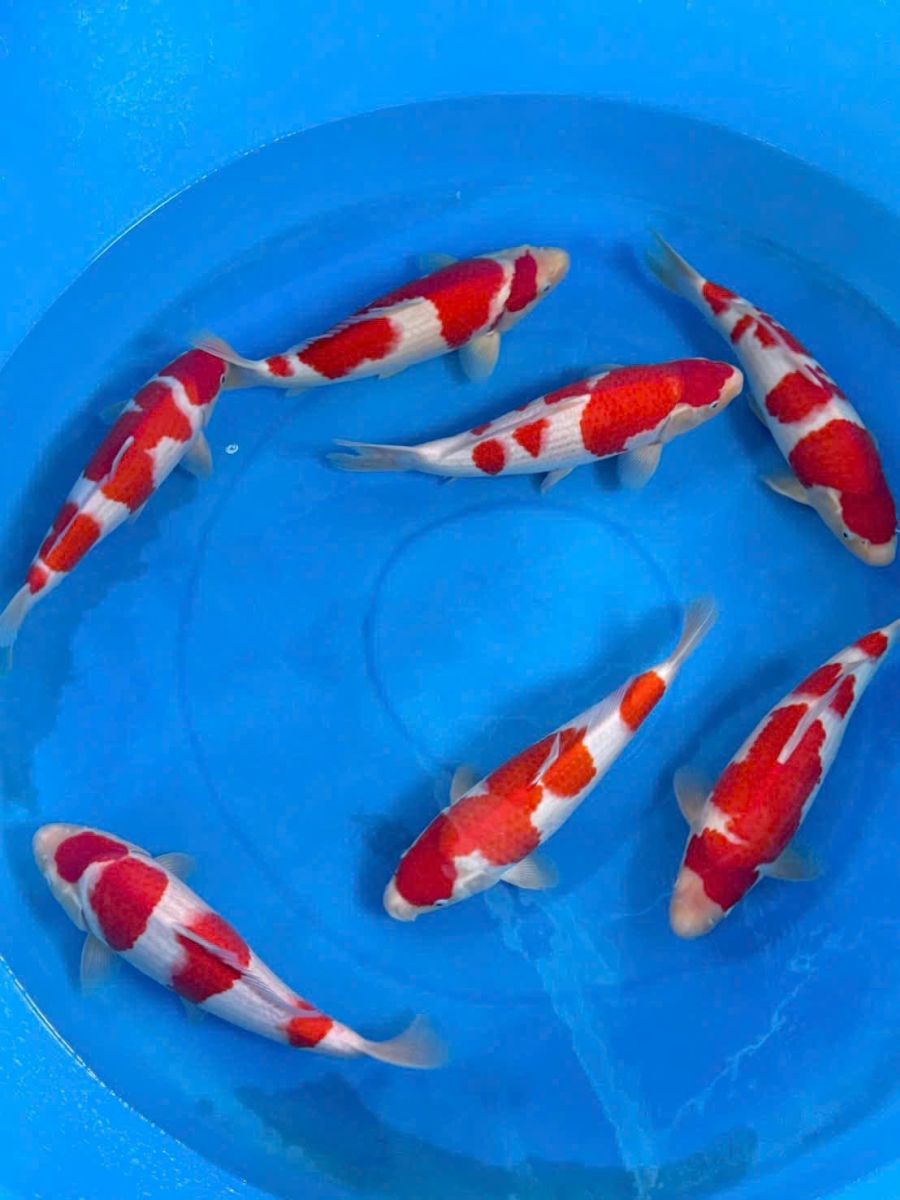 cá koi nhật