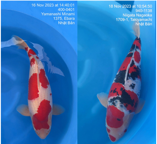 dòng cá koi phổ biến