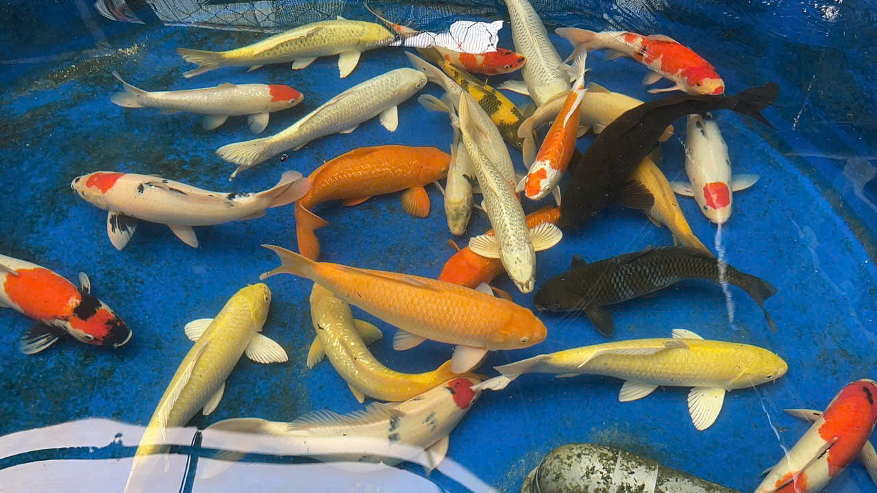 Cá Koi Sanke