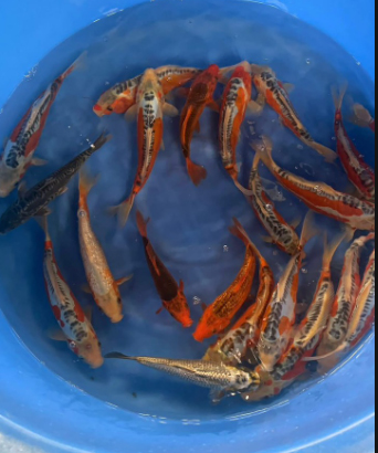 cá koi nhật giá rẻ
