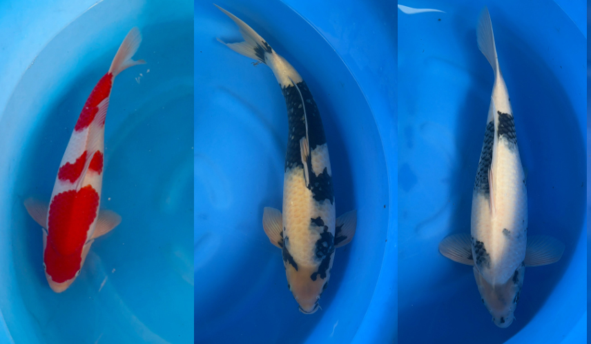 hồ cá koi đẹp
