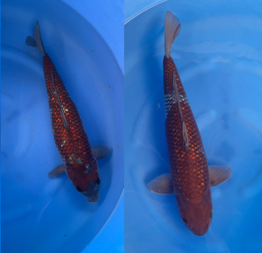 cá Koi Vĩnh Long
