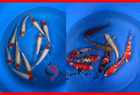 trại cá koi nhật 