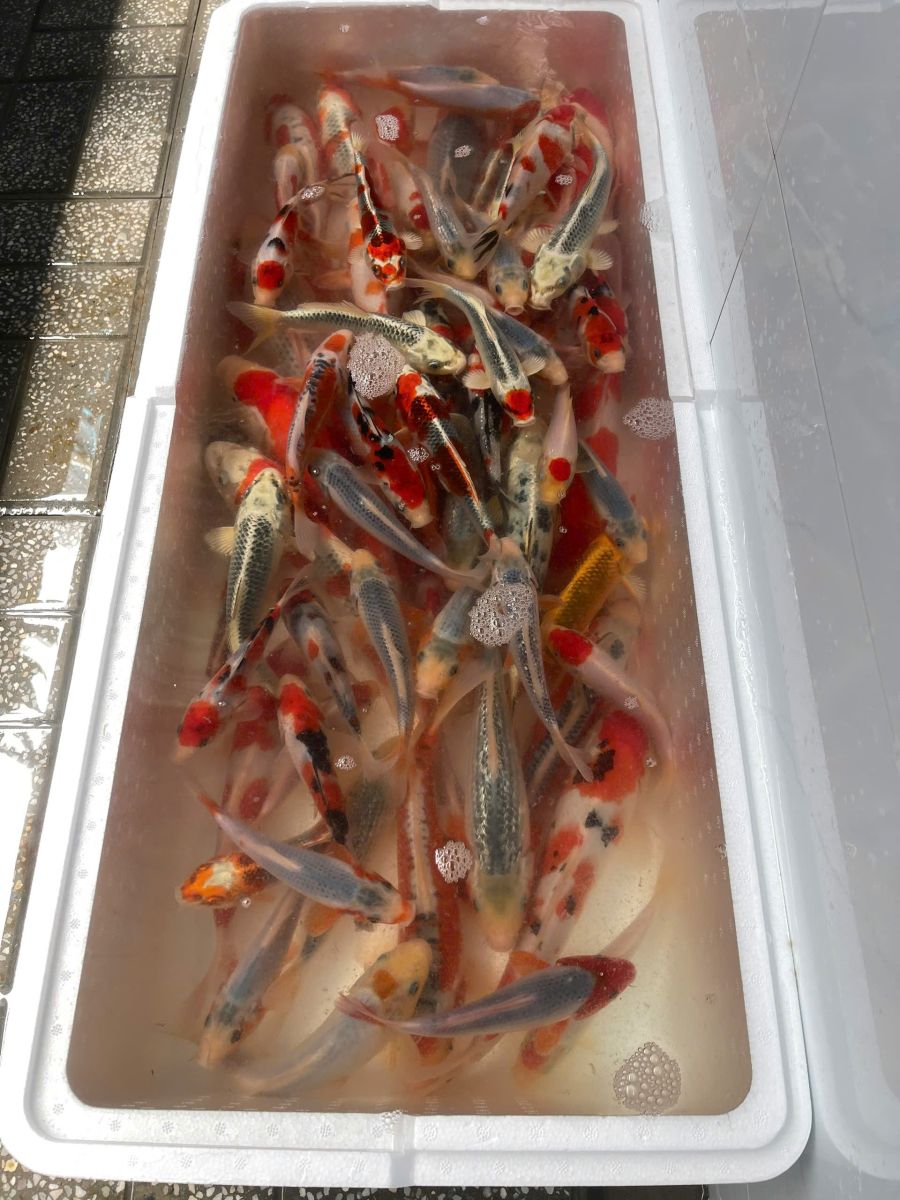 quá trình giao cá koi nhật