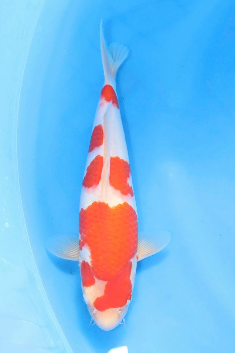 Địa điểm mua cá koi quận 8 uy tín
