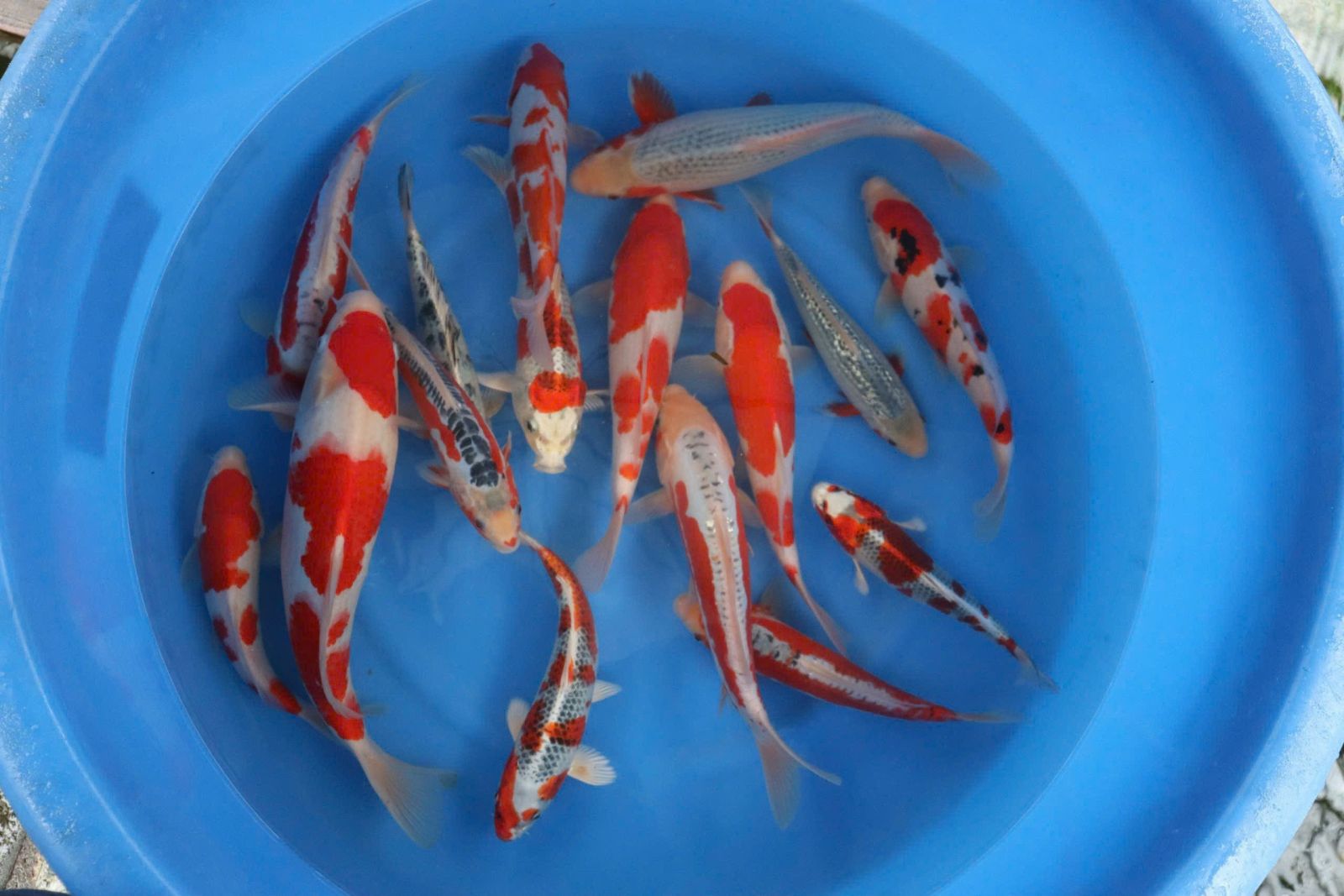 dòng cá koi đẹp