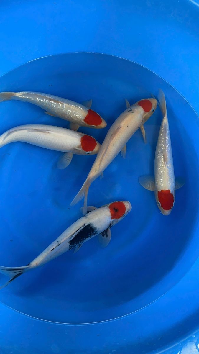 trại cá