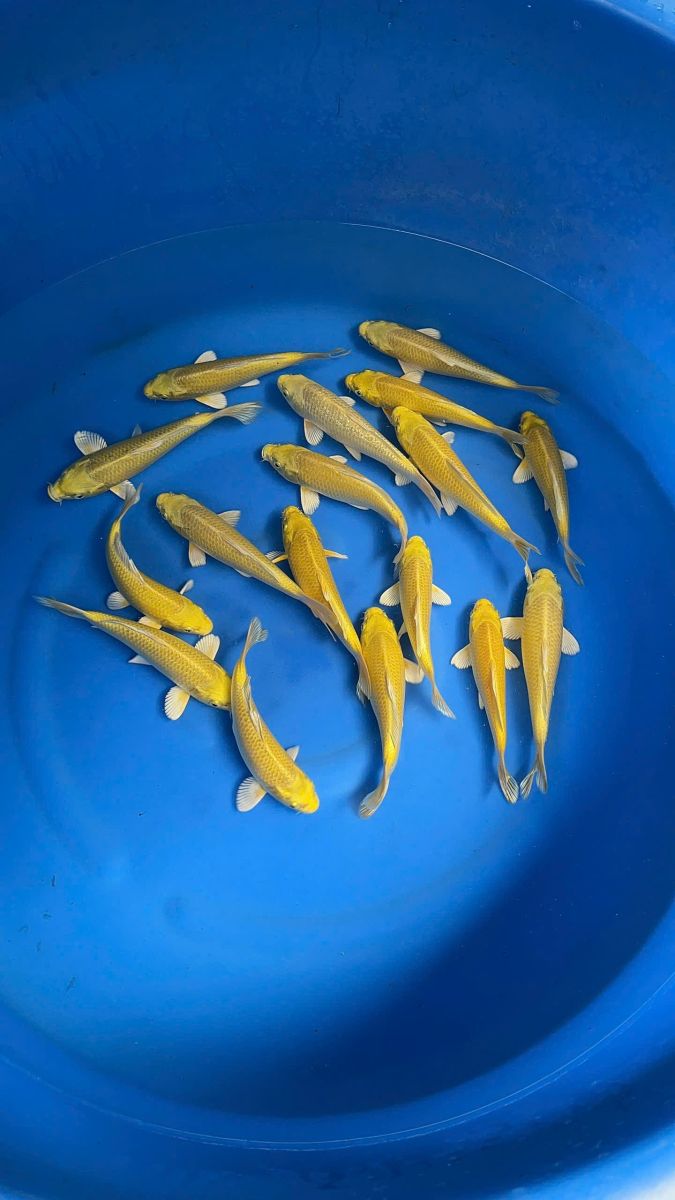 trại cá koi việt